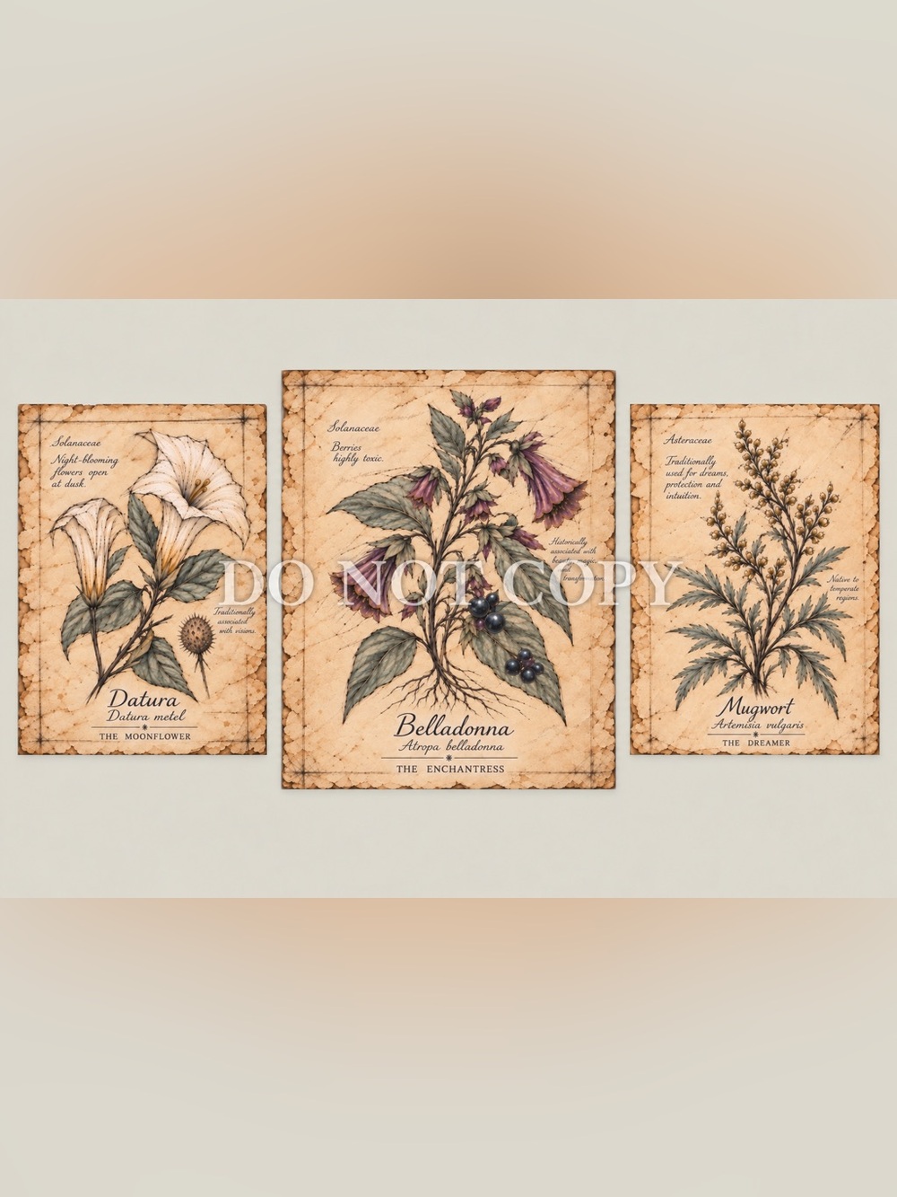 Hand Drawn Vintage Art Botanical Herbarium Set Of 3 Datura Belladonna Mugwort